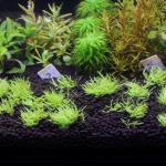 植栽から21日目　ウォーターローン